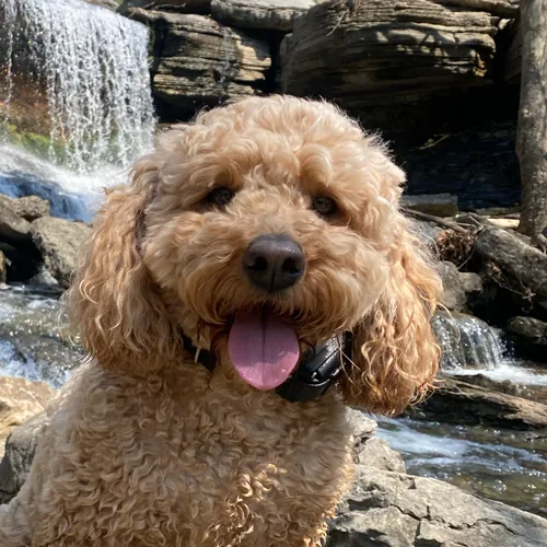 Bear, our Lead Mascot