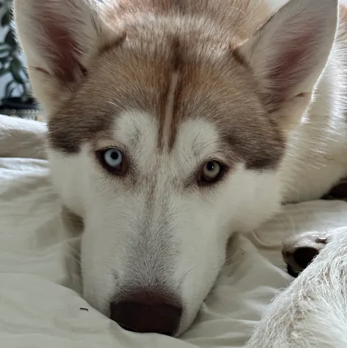 Max, Mascot In Training